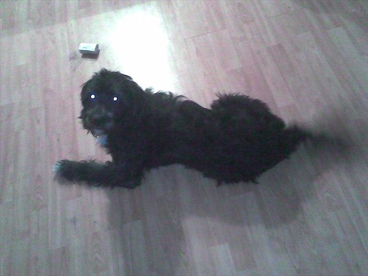 Blanding af racer Mille billede 12