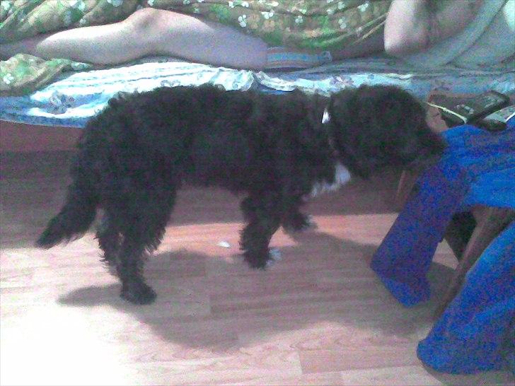 Blanding af racer Mille billede 13