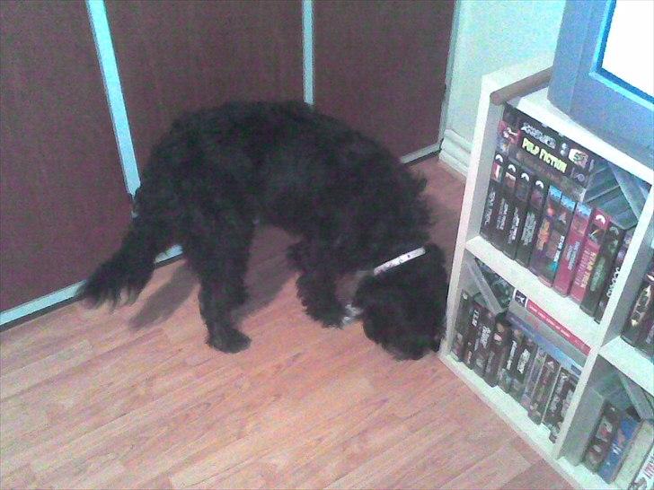 Blanding af racer Mille billede 14