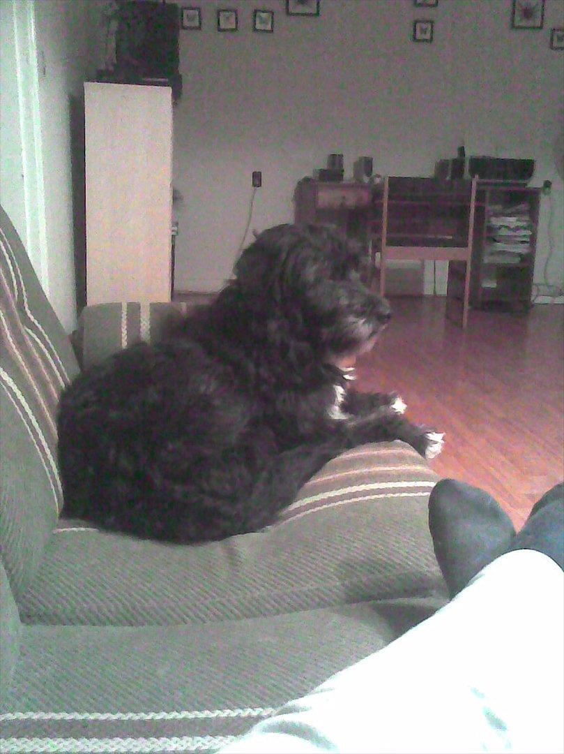 Blanding af racer Mille billede 15