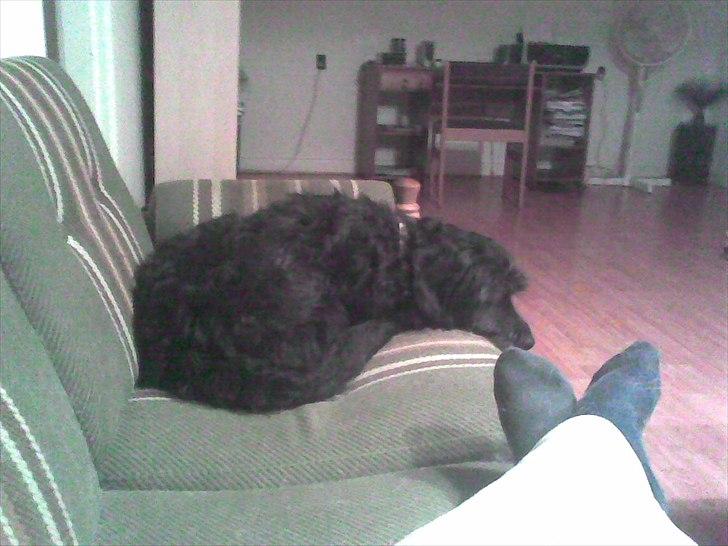 Blanding af racer Mille billede 16