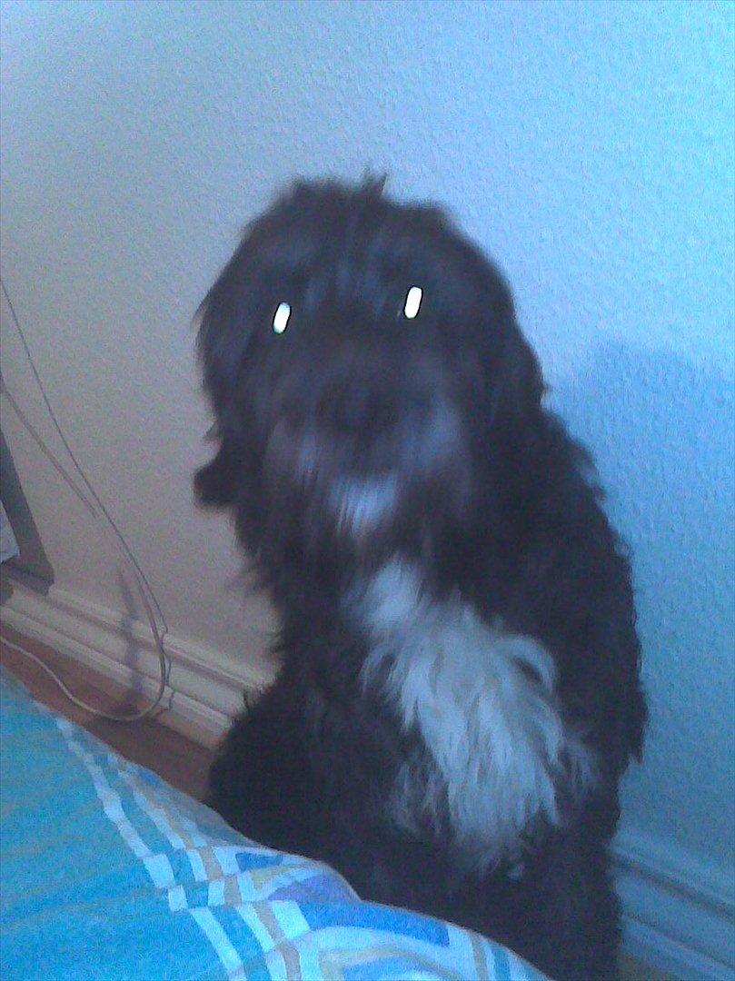 Blanding af racer Mille billede 17