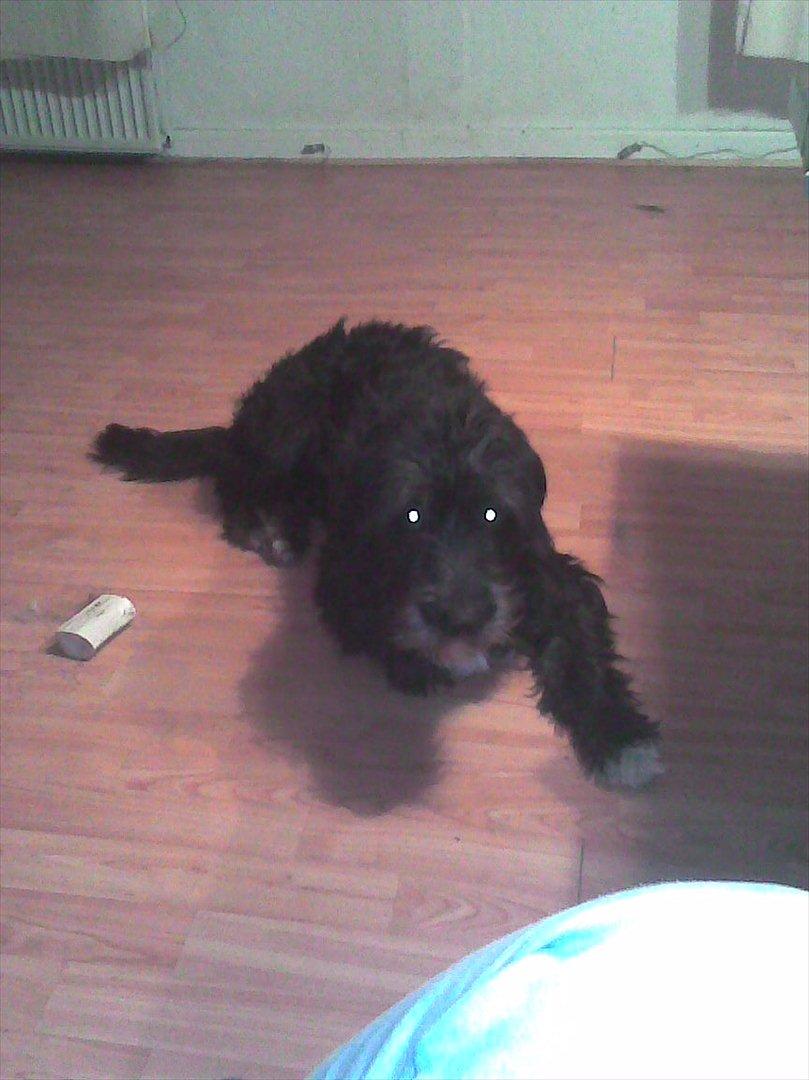 Blanding af racer Mille billede 18