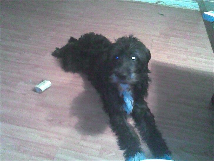 Blanding af racer Mille billede 19