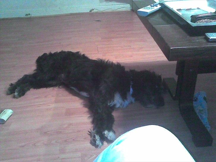 Blanding af racer Mille billede 20