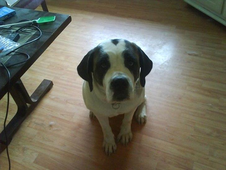 Sankt bernhardshund dolly billede 1