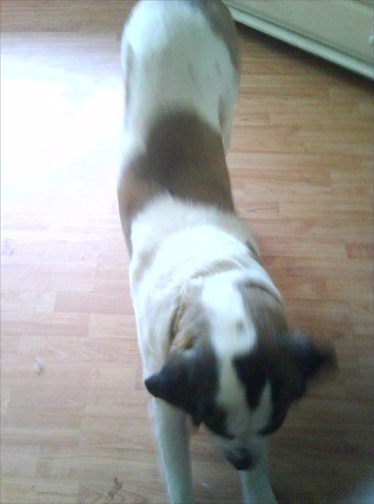 Sankt bernhardshund dolly billede 2