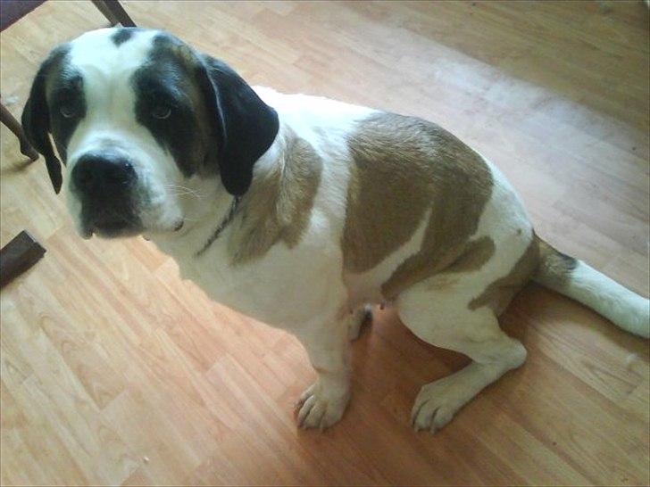 Sankt bernhardshund dolly billede 3
