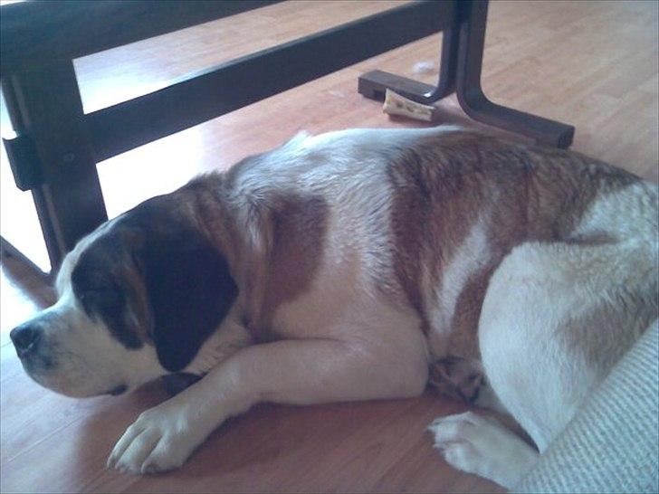 Sankt bernhardshund dolly billede 4