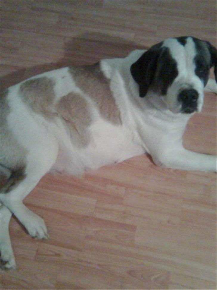 Sankt bernhardshund dolly billede 5