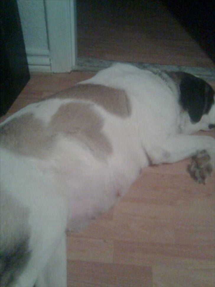 Sankt bernhardshund dolly billede 6