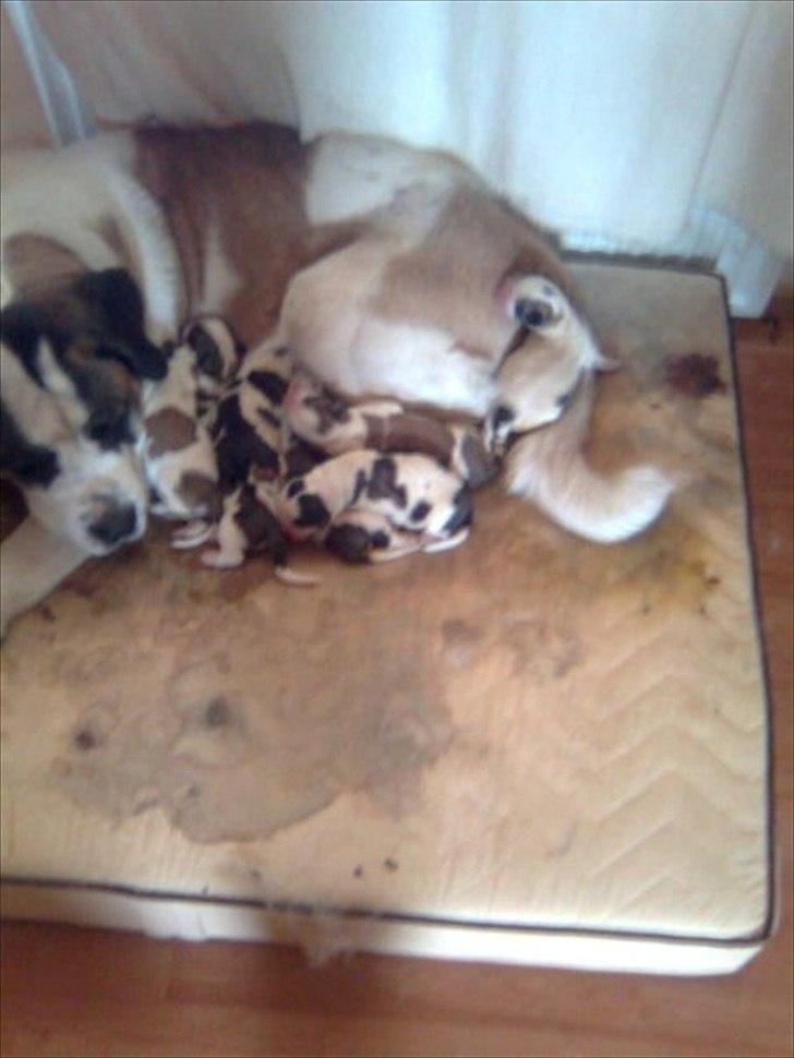 Sankt bernhardshund dolly billede 7