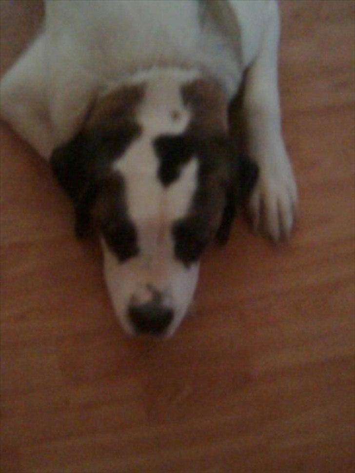 Sankt bernhardshund dolly billede 8