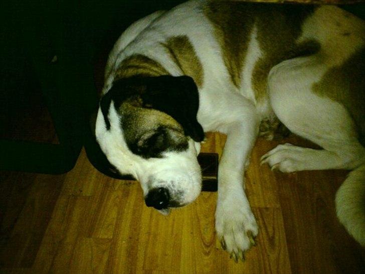 Sankt bernhardshund dolly billede 9