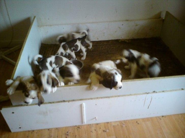 Sankt bernhardshund dolly billede 10