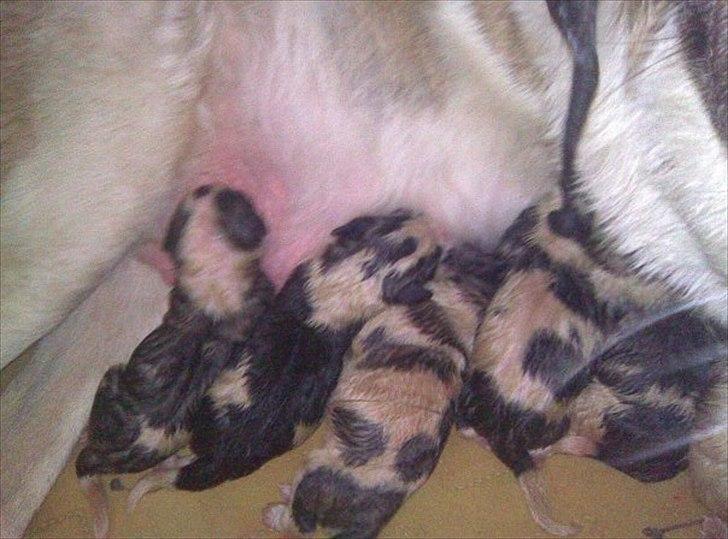 Sankt bernhardshund dolly billede 11