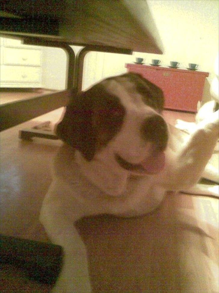 Sankt bernhardshund dolly billede 12