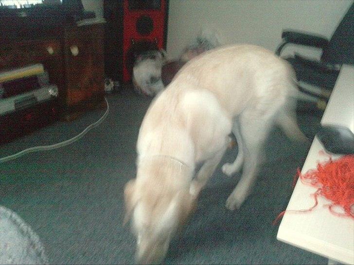 Labrador retriever bella billede 2