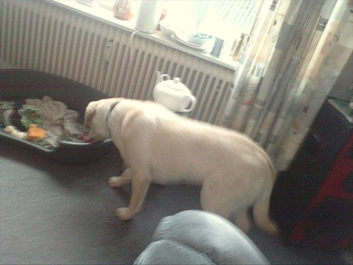 Labrador retriever bella billede 3