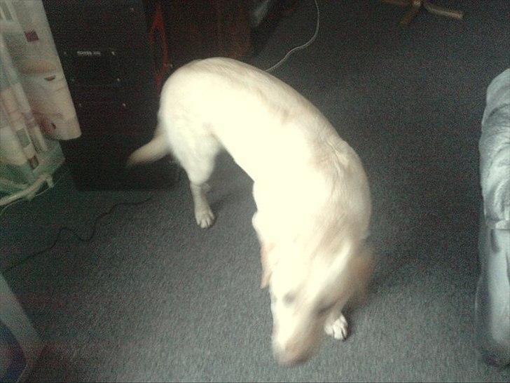 Labrador retriever bella billede 4