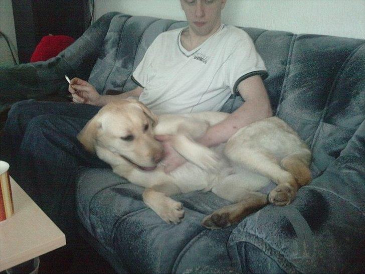 Labrador retriever bella billede 5