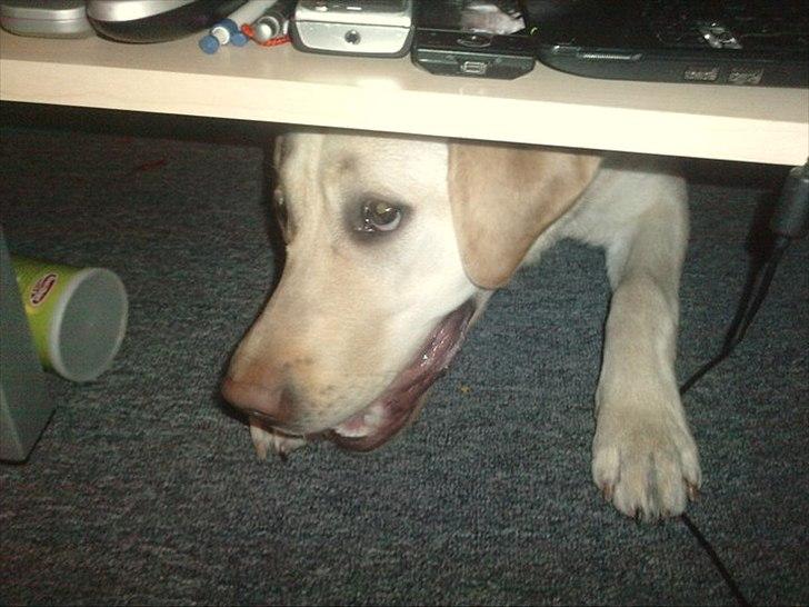 Labrador retriever bella billede 6