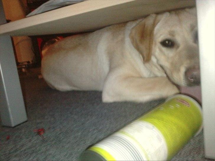 Labrador retriever bella billede 7