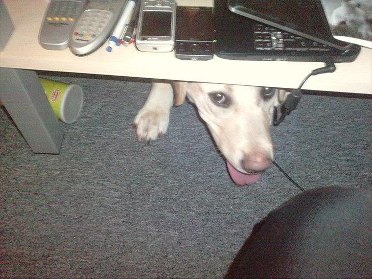 Labrador retriever bella billede 8