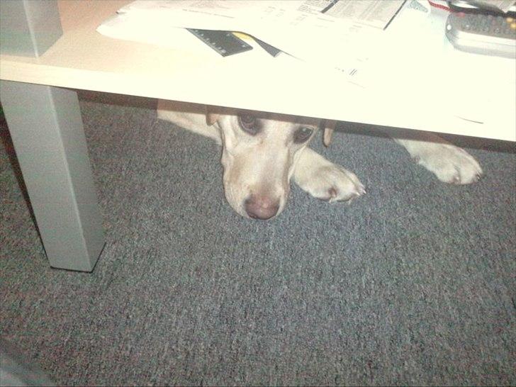 Labrador retriever bella billede 9