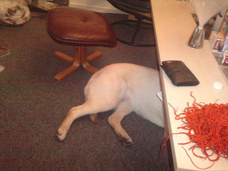 Labrador retriever bella billede 10