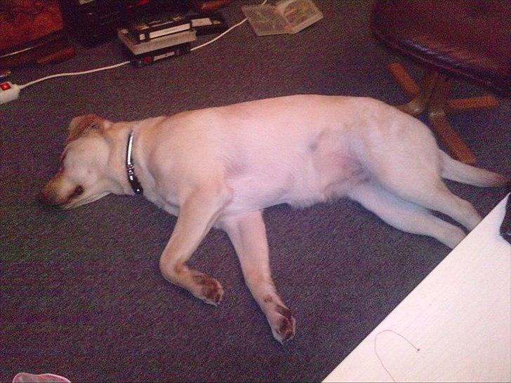 Labrador retriever bella billede 11