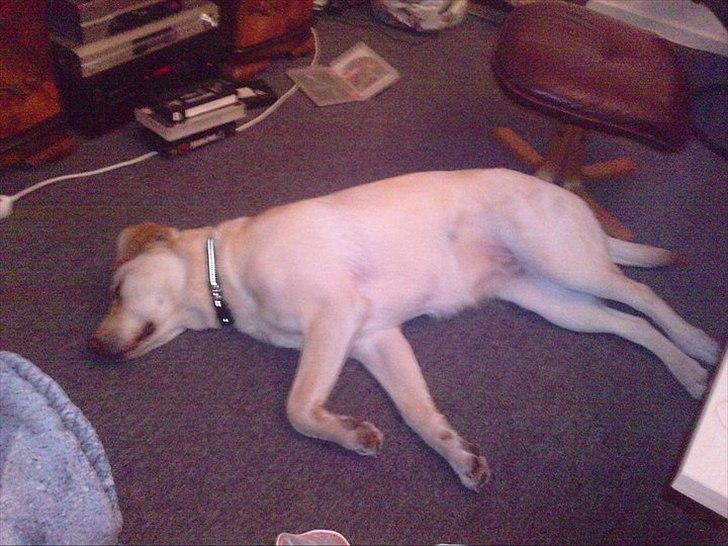 Labrador retriever bella billede 12