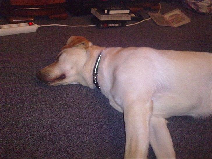 Labrador retriever bella billede 13