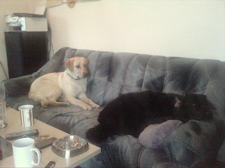 Labrador retriever bella billede 14