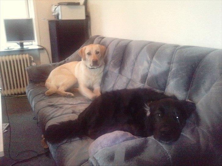 Labrador retriever bella billede 15