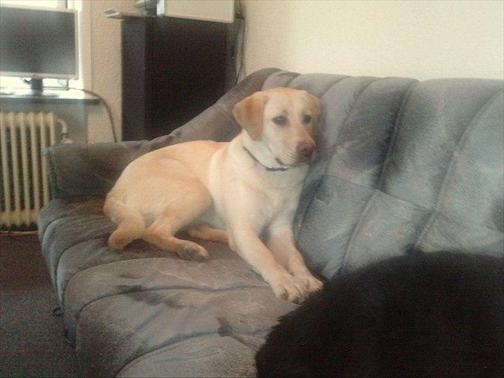 Labrador retriever bella billede 16