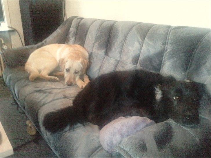 Labrador retriever bella billede 17