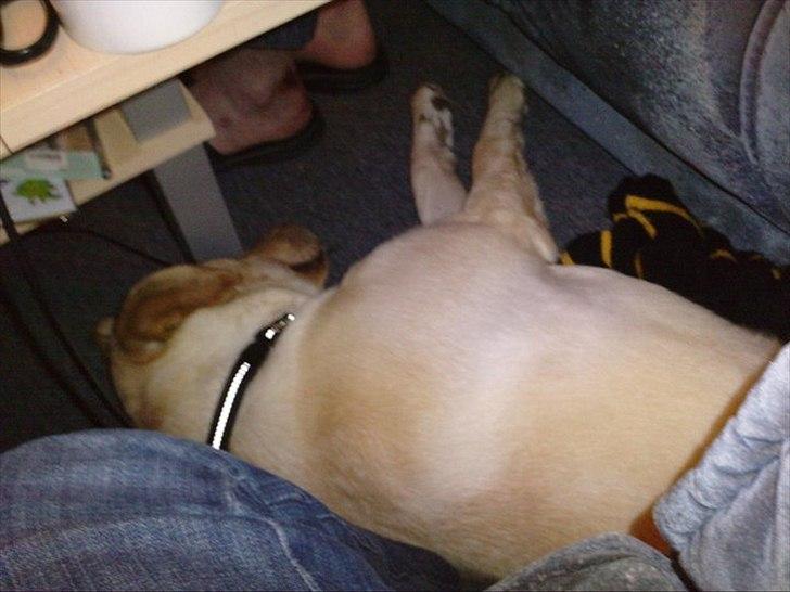 Labrador retriever bella billede 18