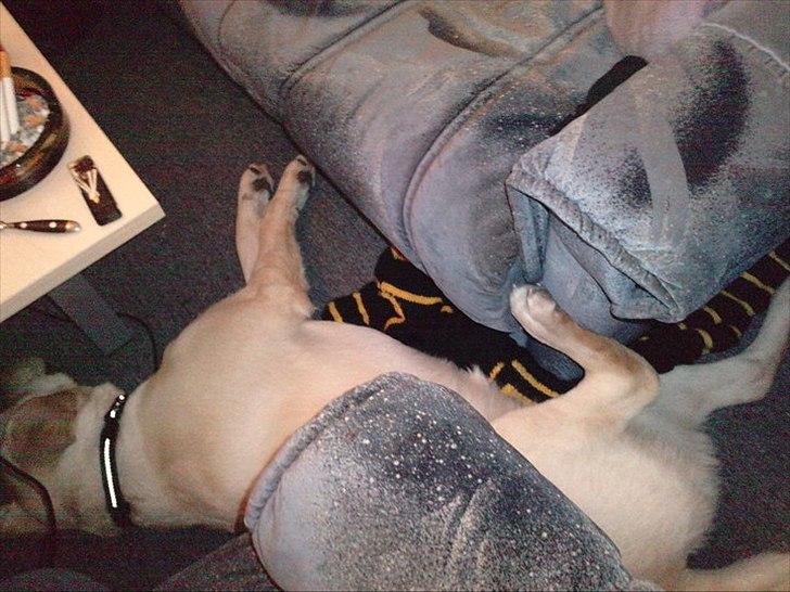 Labrador retriever bella billede 19