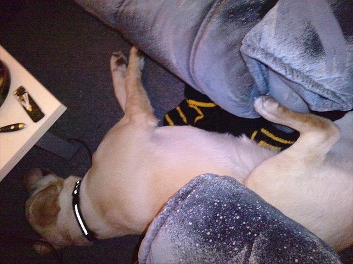 Labrador retriever bella billede 20