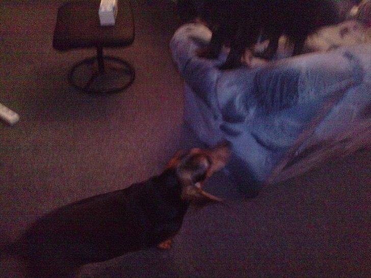 Blanding af racer basse billede 2