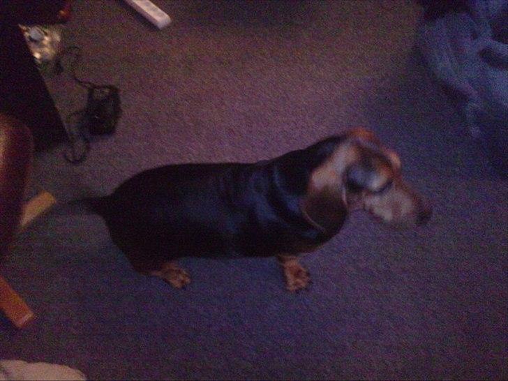 Blanding af racer basse billede 3