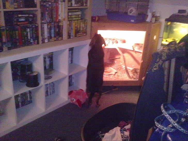 Blanding af racer basse billede 4