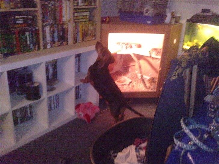 Blanding af racer basse billede 5