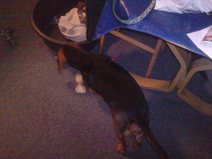 Blanding af racer basse billede 6