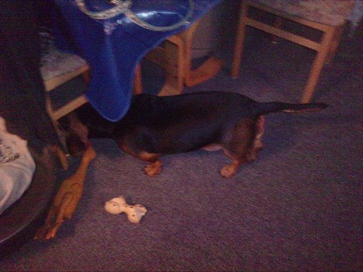 Blanding af racer basse billede 7