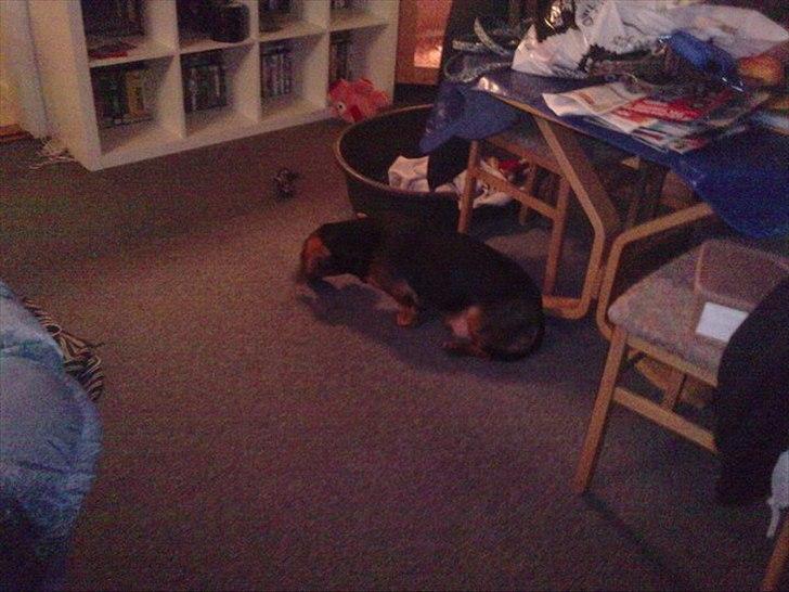 Blanding af racer basse billede 8