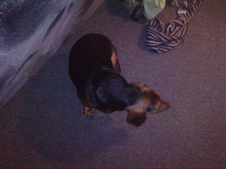 Blanding af racer basse billede 9