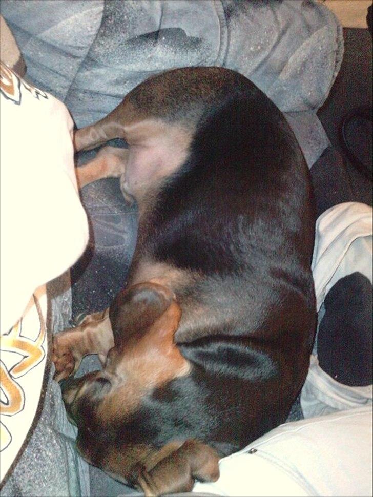 Blanding af racer basse billede 10