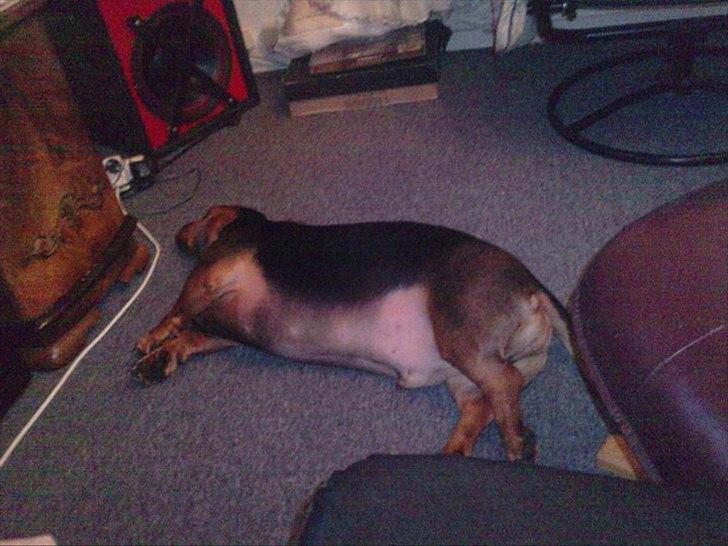 Blanding af racer basse billede 11